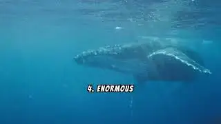 The Insane Size of the Blue Whale (Largest Animal Ever)