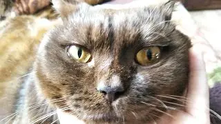 обзываю кота словом нига