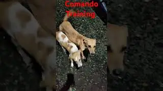 #dog #doglover #comandotraining