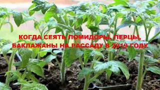 КОГДА СЕЯТЬ ПОМИДОРЫ, ПЕРЦЫ, БАКЛАЖАНЫ НА РАССАДУ В 2019 ГОДУ