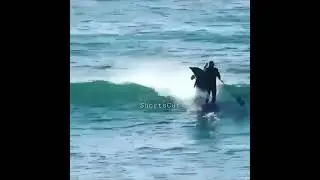 reaksi lucu 😆 peselancar di seruduk lumba-lumba 🐬