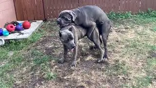 Dog Breeding Dog Mating Cane Corso 