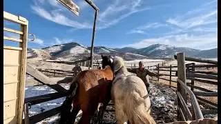 We Weren't Sure About This!! Brought Home 3 Horses after 8 years unworked!