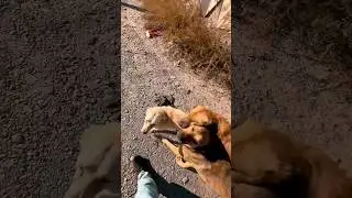 Рассказали что все спокойно😁 #youtubeshorts #dog #shorts #short #shortsvideo