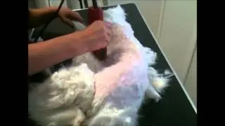 ES NECESARIO ANESTESIAR A UN GATO, PARA CORTARLE EL PELO? PUES NO!!!!!