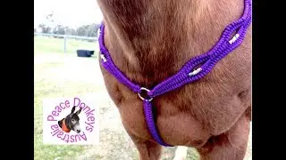 How to make a beaded paracord breast plate (collar) for a horse