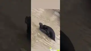 Sele aldırış etmeyen çift