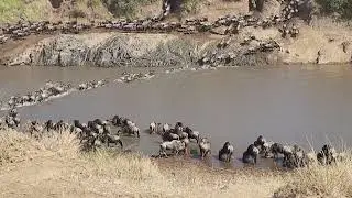The Great Migration Mara River 2023. Croc got one.  2023 مشهد يحبس الانفاس لهجرة الحيوانات الكبرى