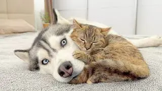 Giant Husky Not Happy Being a Kitten’s Fluffy Bed… His Reaction Is Priceless!