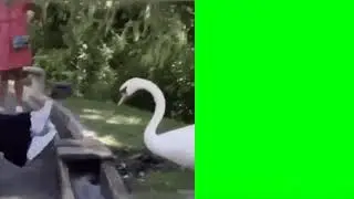green screen HD screen animation effects swan saying use mask warning greeting