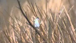Grasshopper Warbler Reeling