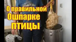 О ПРАВИЛЬНОЙ ОШПАРКЕ ПТИЦЫ ДЛЯ ПЕРОЩЕПАЛОК