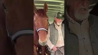 Suffolk Punch Draft Horse | Jason Rutledge