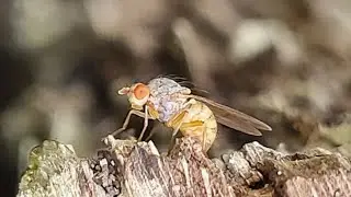 Pseudolyciella spec. (ei-afzet?)