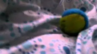doppydasiy 031.AVI