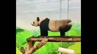 Задненогий яйцечёс))))