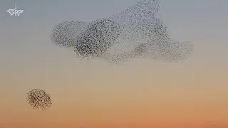 Sort sol - når stære i titusindvis flyver solen sort