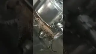 A wild leopard entered Drugs factory in Telangana, India