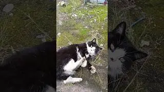 Фенюшка хрюшка.