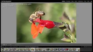 NEW Leica Q3 43mm | Apo-Summicron Macro Quality