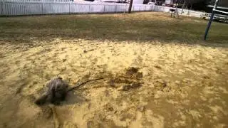 Google Glass and Lacrosse with my puppy Goliath