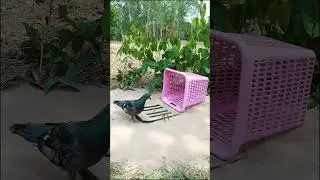 Amazing Skill : Really Unique Bird Trap #shorts