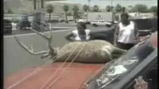 Animal Prank with a deer