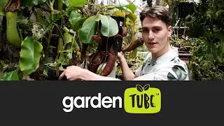 Plant hunter - Odin's Nepenthes Collection