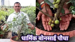 धार्मिक एवम शुभ बोनसाई पौधा || गुलर (Gular) का बोनसाई ट्री ||