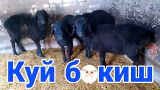 Куй ва кузи бокиш сирлари! Кузи хакида малумотлар! | Абдуллох Атабаев