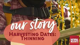 Harvesting Medjool Dates: Thinning