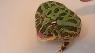 Cute Screaming Burping Frogs!
