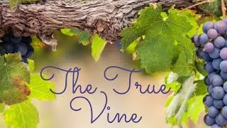 The True Vine | Jesus Christ