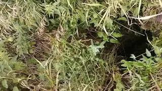 Старый колодец у реки
