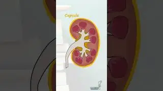 Anatomy of the Kidney