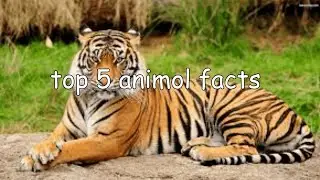 top 5 animal facts