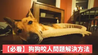 【必看】狗狗咬人問題解決方法