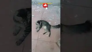 cat games on screen | #cat #feline #cuteanimals #funnycat
