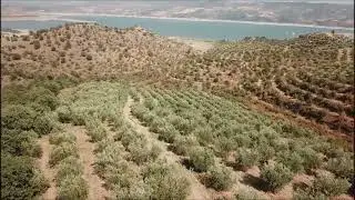 Kale Okulları Farkındalık Projesi Zeytinlik Gelirinin bir oranı şehit gazi ve sokak hayvanlarına