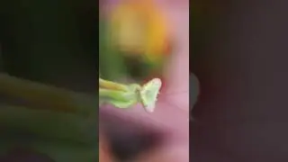 POV: Hugged By A Praying Mantis