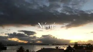 (FREE) Swae Lee Type Beat - Néné | Dancehall Pop Instrumental 2019