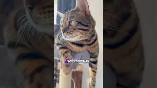 I got 99 problems. #cat #cats #meow #capcut #shorts #funny #fact #funnyvideos #lol #meme #cute # hi