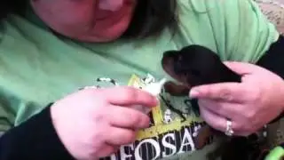 Puppy being bottle fed after rescue from CA