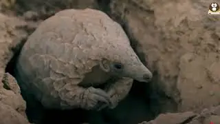 Endangered Species Project: The Giant Ground Pangolins