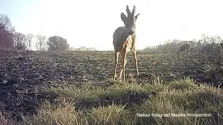 Wild (Deer, Capreolus Capreolus) op de Brabantse Wal video 3