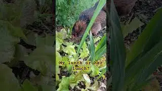 What for lunch? #chickenlife #springgarden #lunch #garden