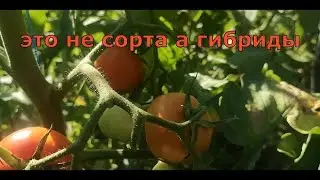 "Что в огороде" Сорта, вернее гибриды которые прошли испытания жарой.