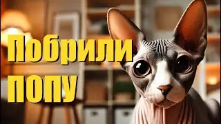 «Побрили попу» 😾😜песня кота Мурзика