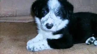 My Border Collie Named Bob