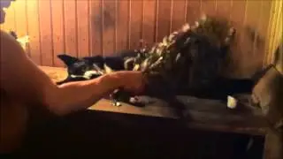 Собака парится в бани